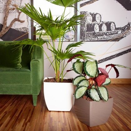 Vaso Siena Com Rodas 40X40X36cm Antracite