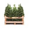 Arvore Natal 80CM
