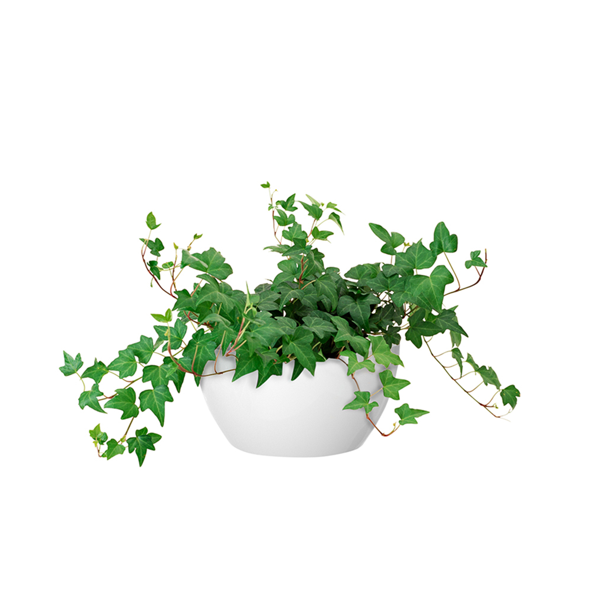 Floreira San Remo Ø23X11.5cm 4L Branco