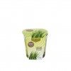 Vela Vidro Citronela 85G 7X7CM