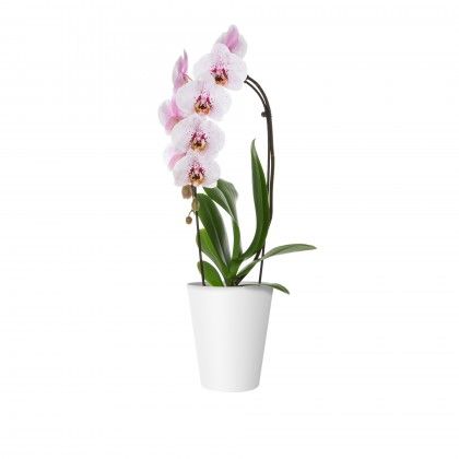 Vaso Porto Orqudia 12.7X15cm 1.2L Branco