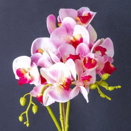 Vaso Orqudea 50cm