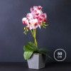 Vaso Orqudea 50cm
