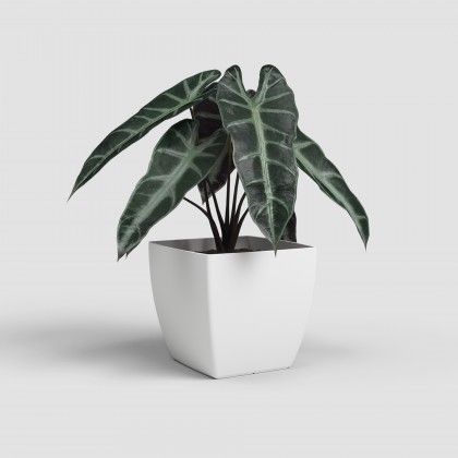 Vaso Siena Mate Branco 20cm