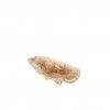 Ostra Miomi 13X7X3.5cm